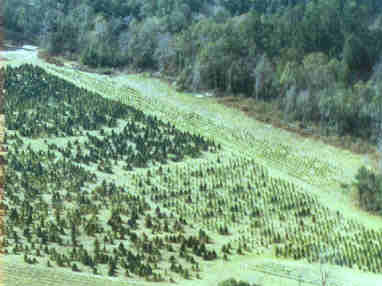 Bozeman Christmas Tree Farm