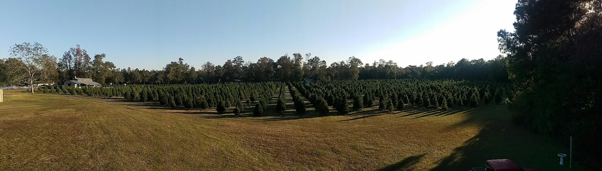 Bozeman Christmas Tree Farm Tour